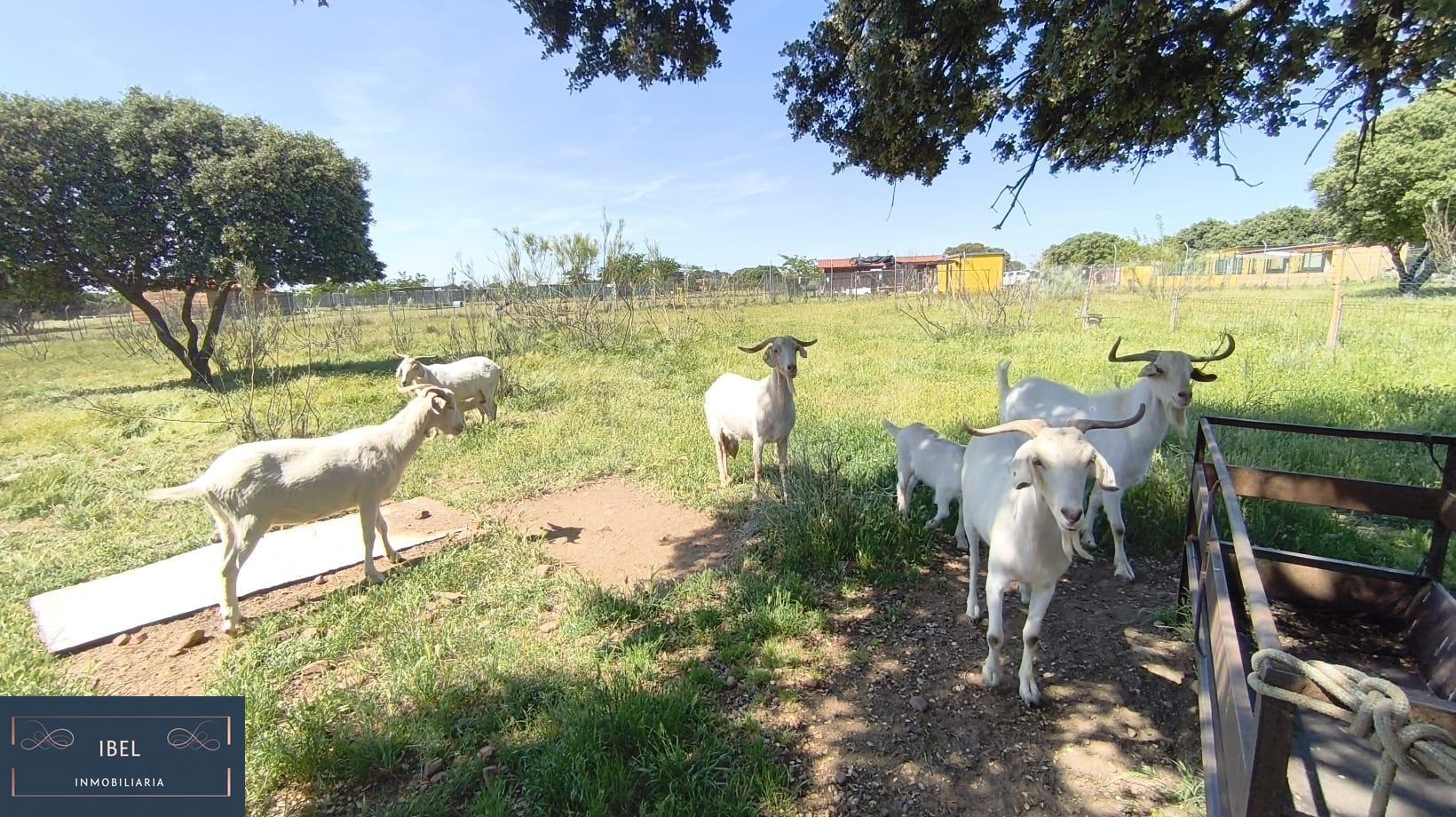 Terreno