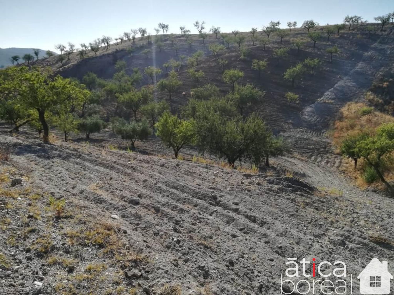 Venta de finca rústica en Lorca