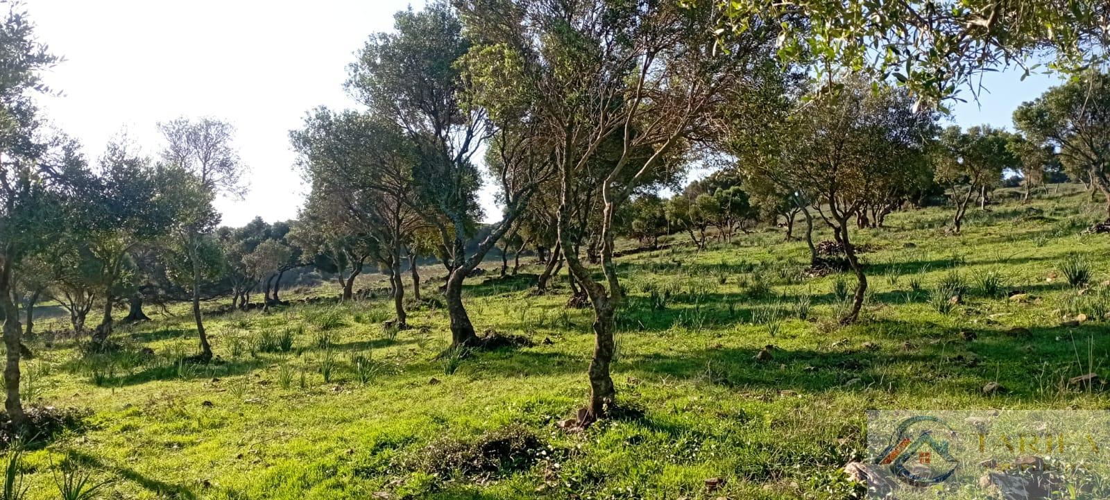 Venta de finca rústica en Tarifa