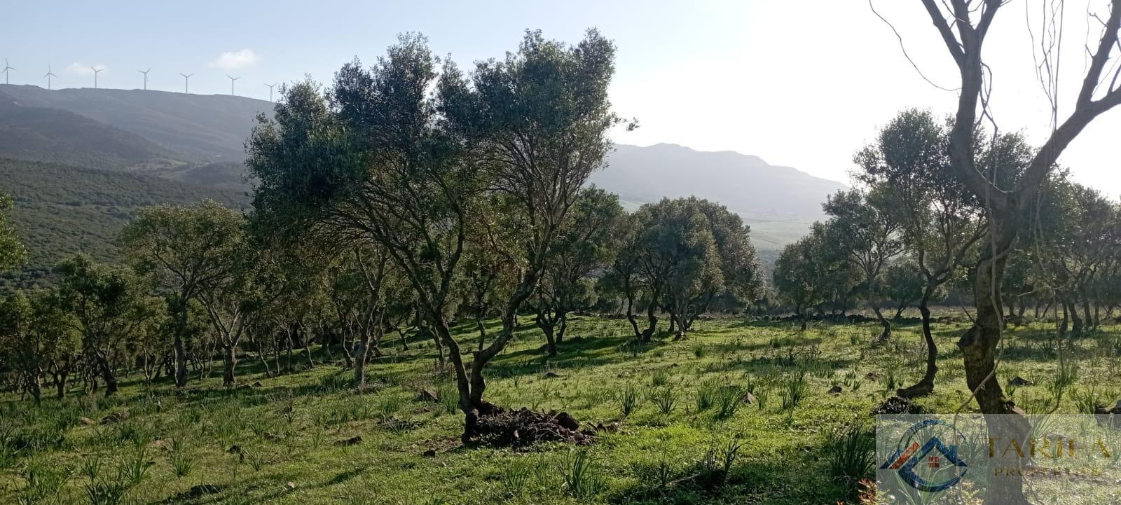 Venta de finca rústica en Tarifa