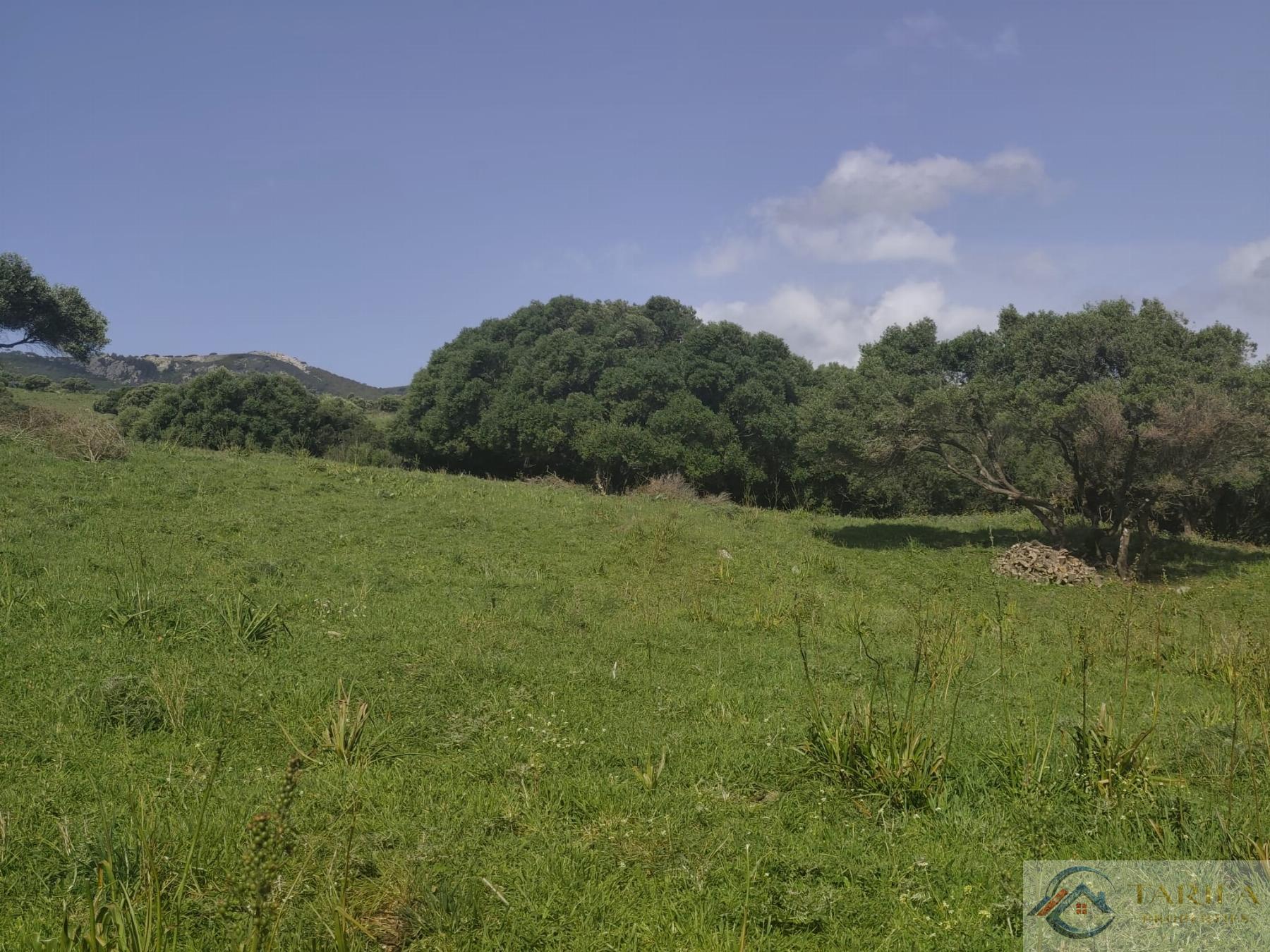 Venta de finca rústica en Tarifa