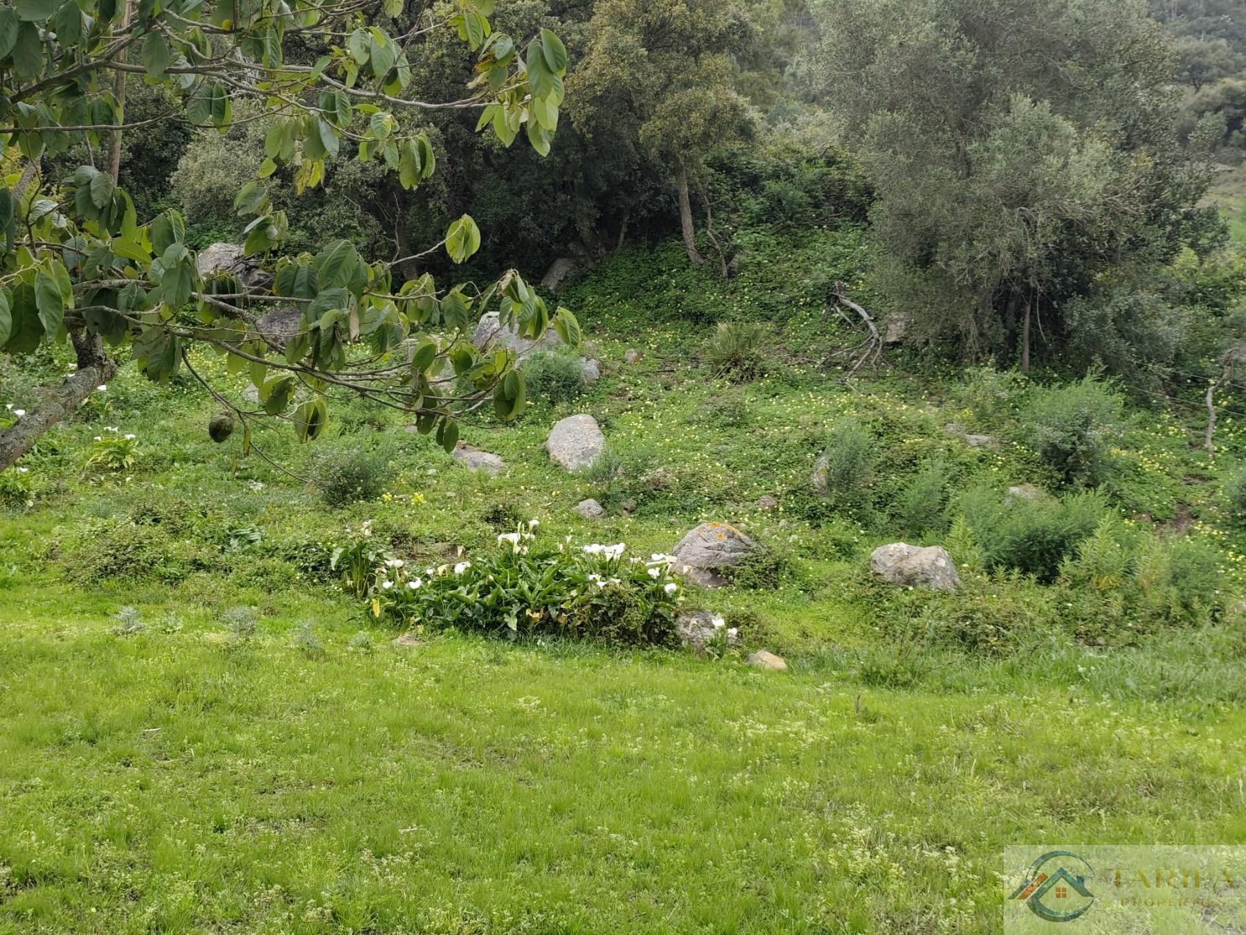 Venta de finca rústica en Tarifa
