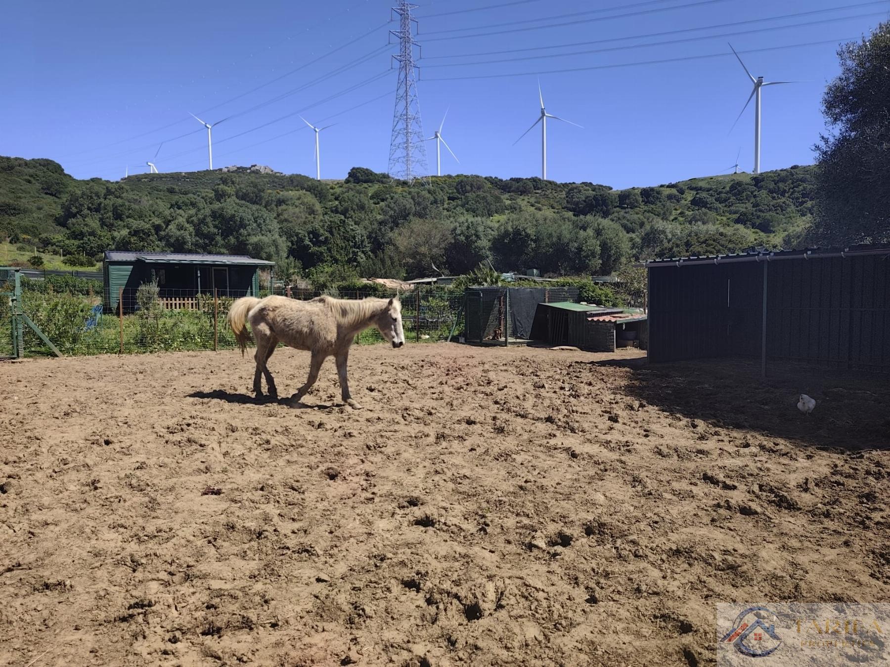 Venta de finca rústica en Tarifa