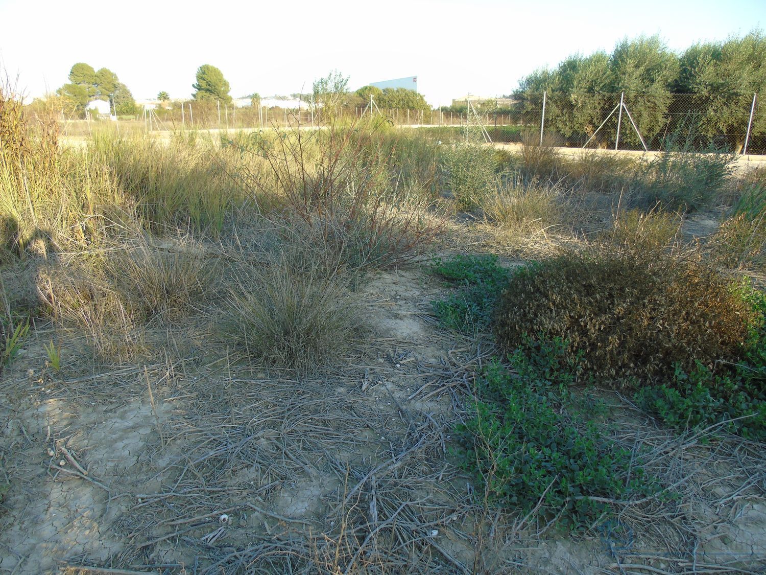 Venta de terreno en Alguazas
