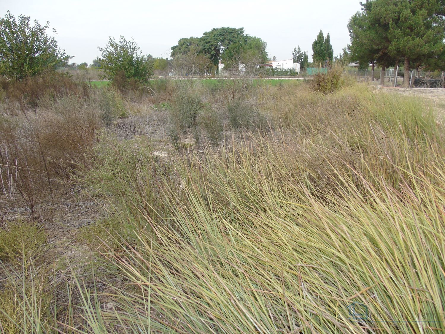 Venta de terreno en Alguazas