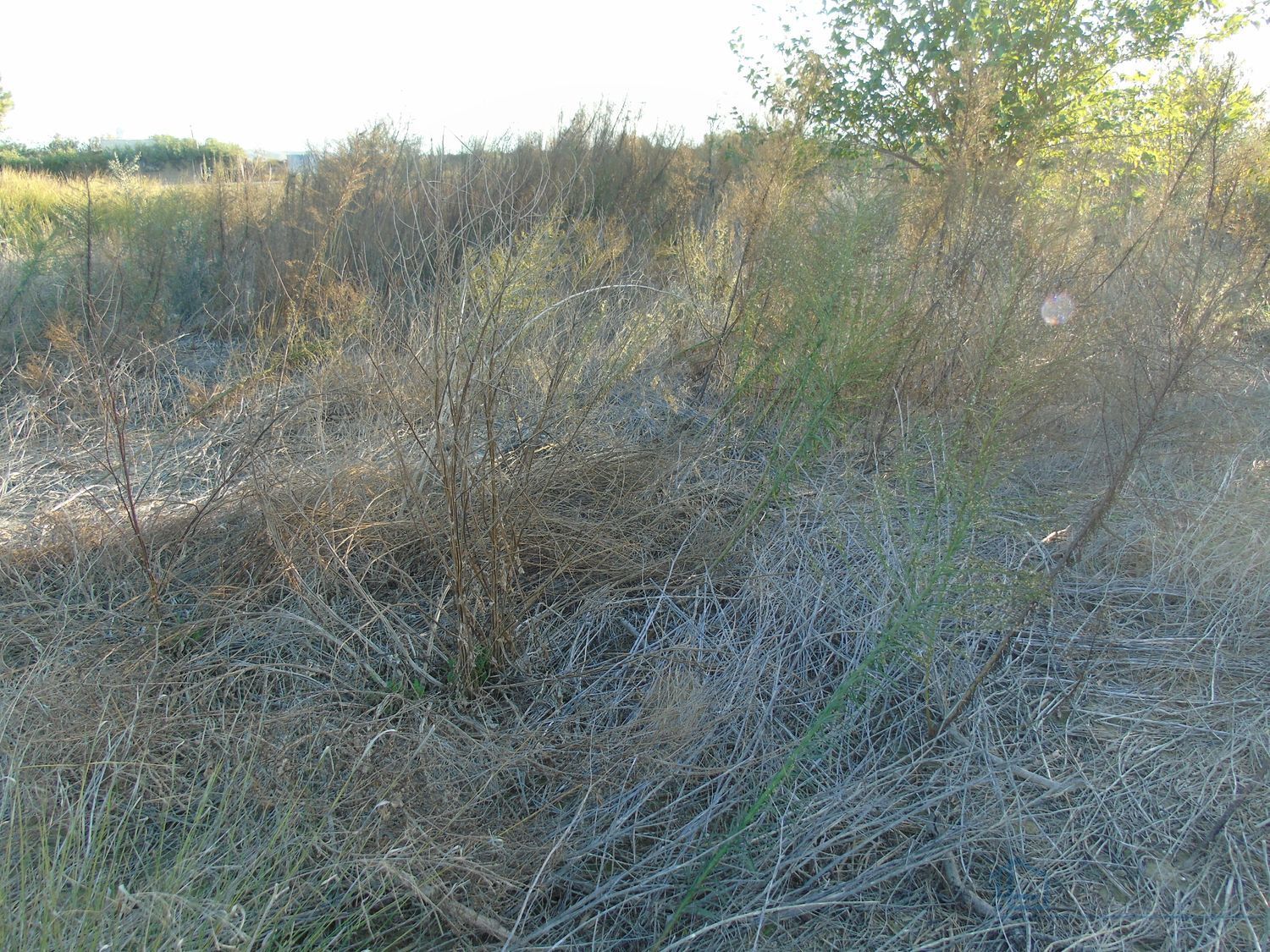 Venta de terreno en Alguazas