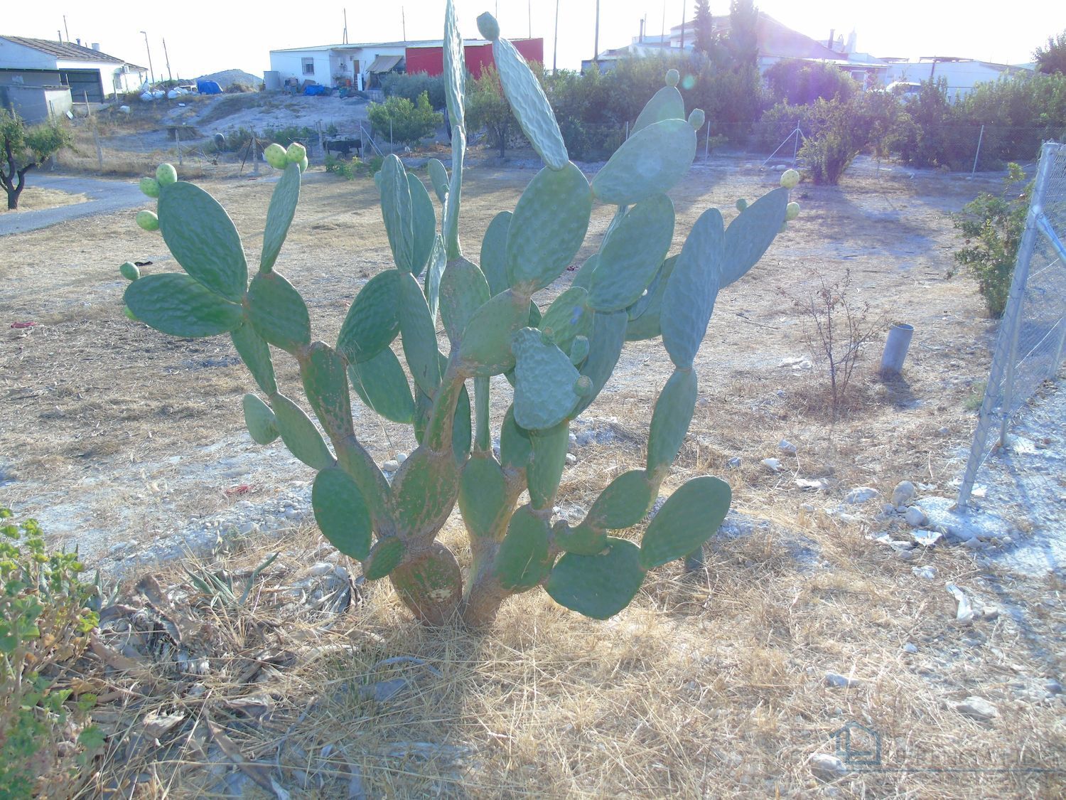 Venta de terreno en Molina de segura