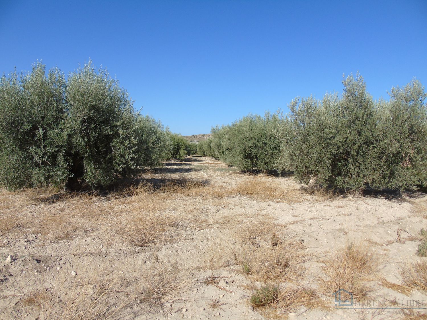 Venta de terreno en Fortuna