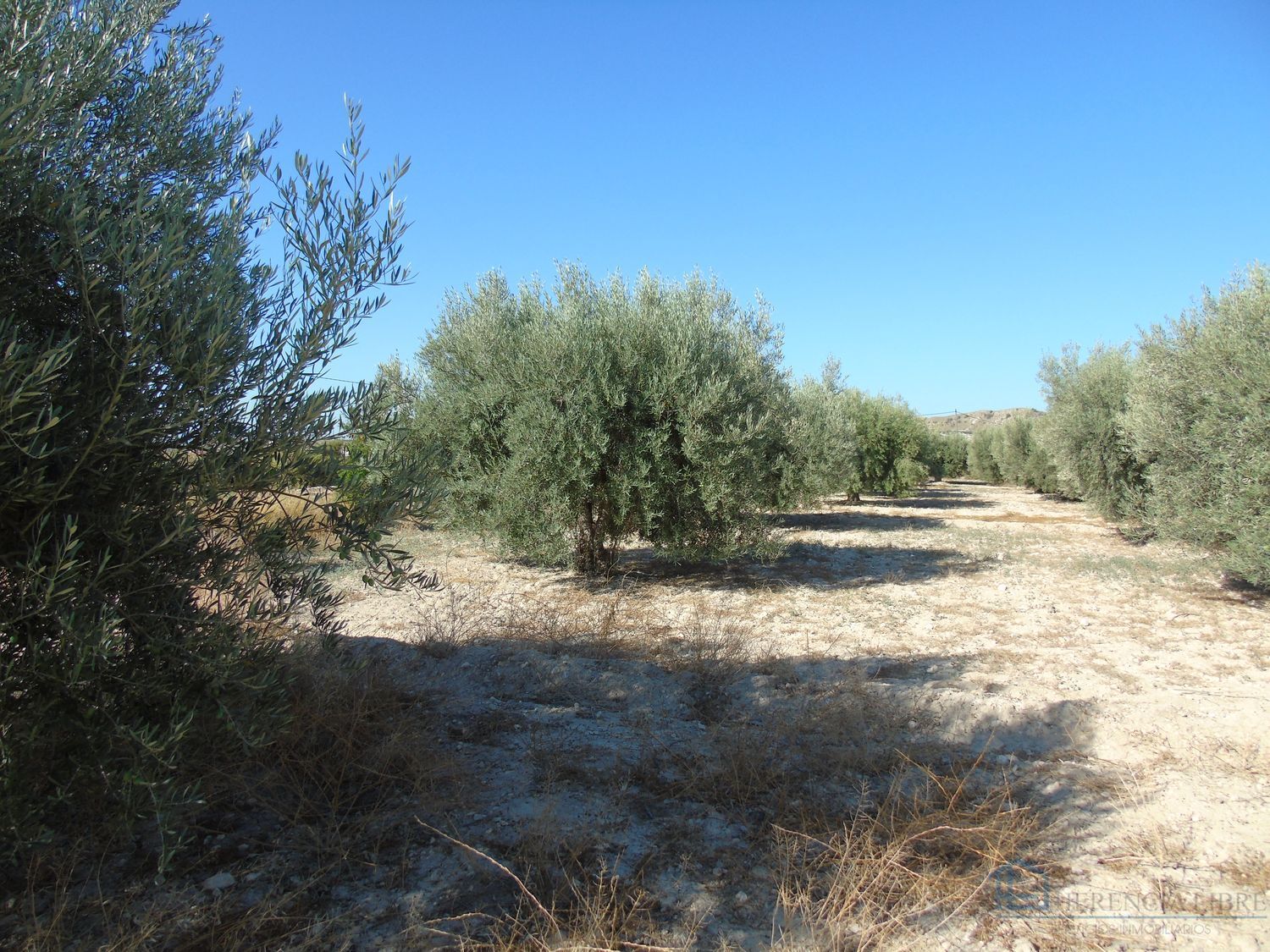 Venta de terreno en Fortuna