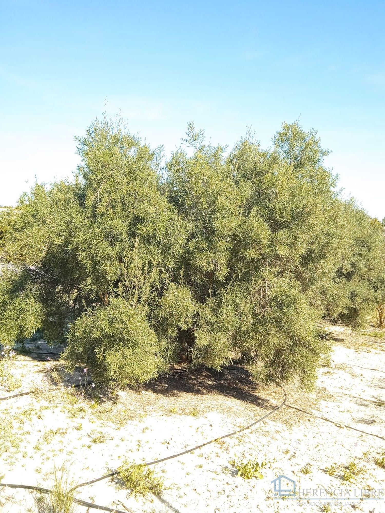 Venta de terreno en Molina de segura