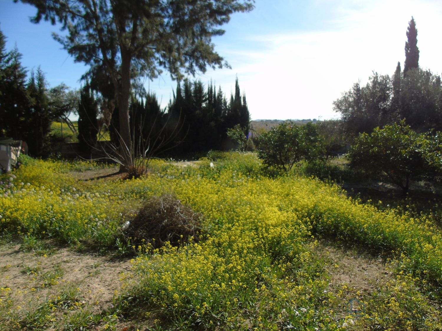 Venta de finca rústica en Molina de segura