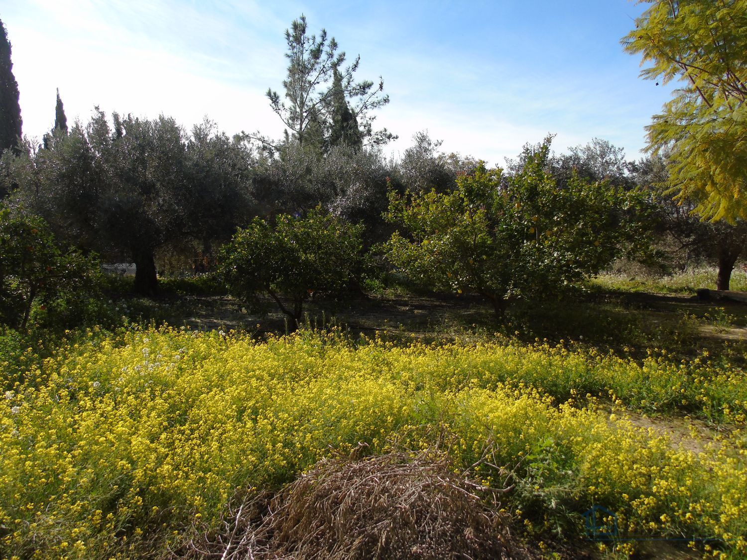 Venta de finca rústica en Molina de segura